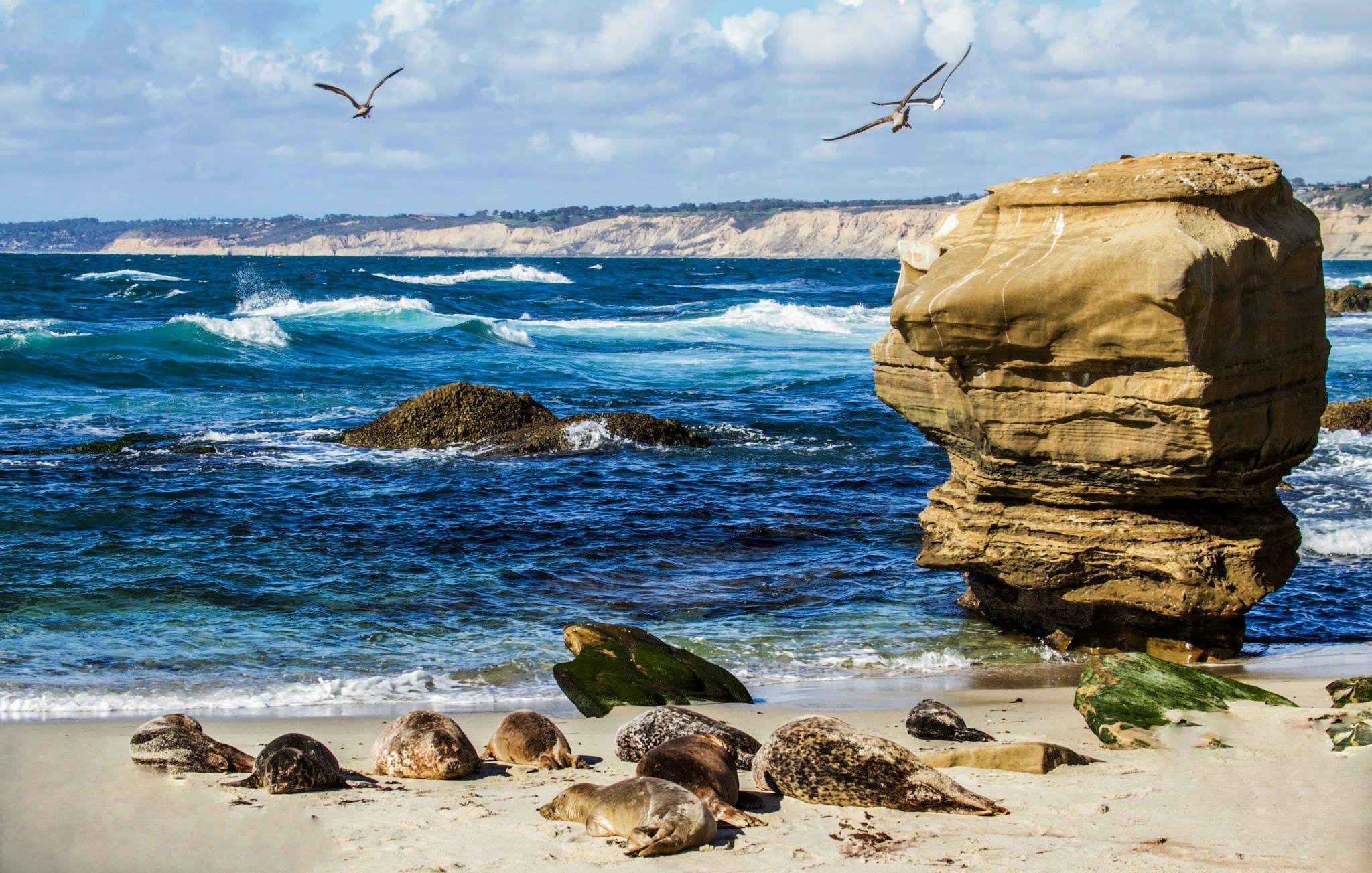 Tour La Jolla — pure bliss | luxury picnics